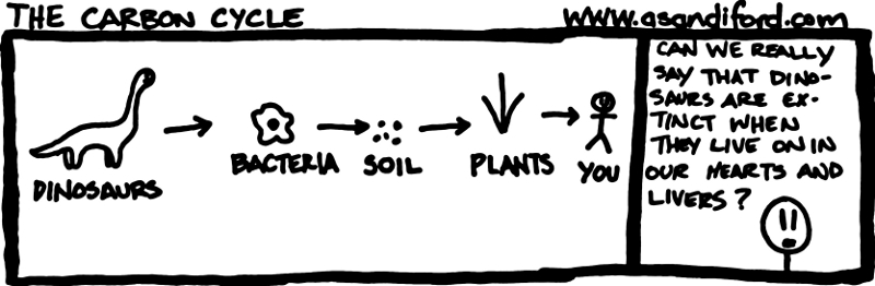 The Carbon Cycle