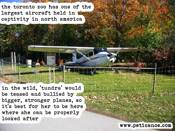 unfortunately, like most aircraft in captivity, tundra has lost the ability to fly and, were she to be returned to her habitat, would quickly perish